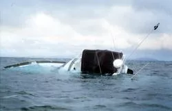 zeemonsters bestaan echt