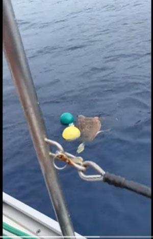 redding zeeschildpad